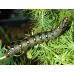 Spurge Hawk H euphorbiae pupae